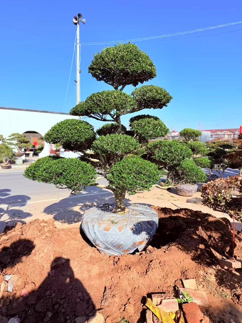小叶黄杨苗瓜子黄杨苗地景盆景造型树苗地栽黄杨庭院绿篱树苗造景