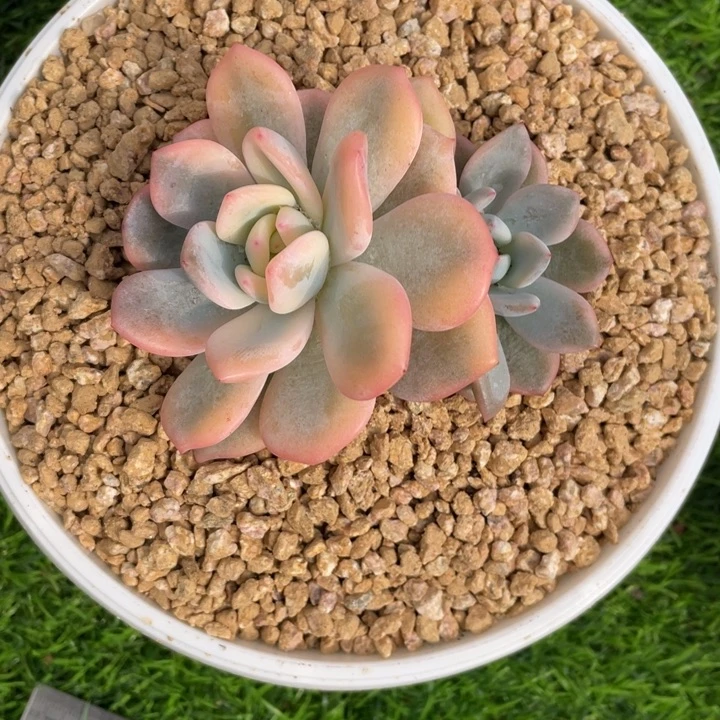 橙子锦冠幅9公分一物一拍