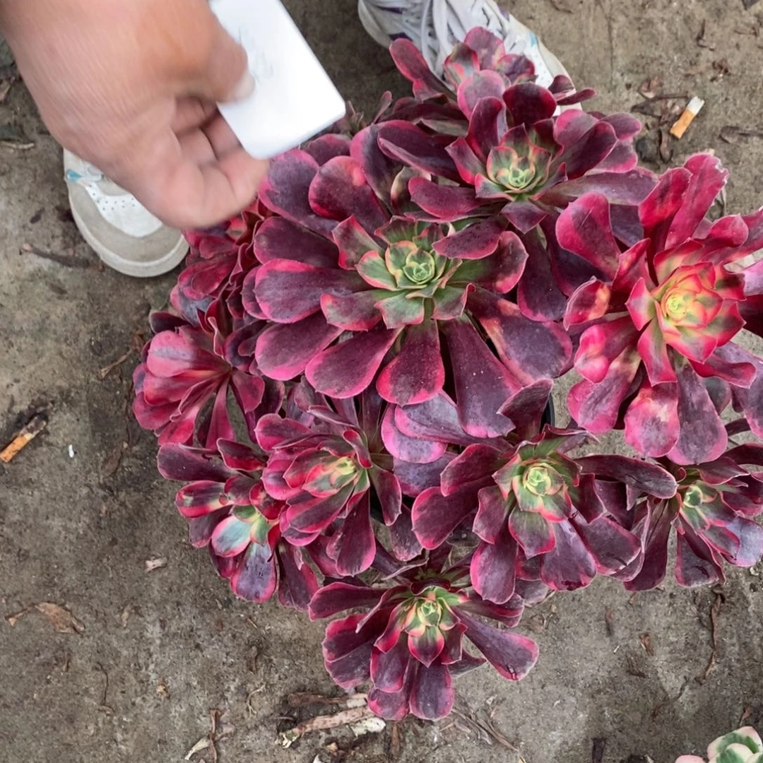 红***馆不开花植物8132号美杜莎多肉1颗多肉