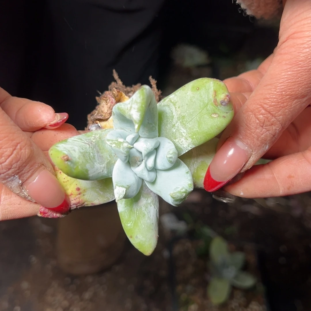 2460哈哈哈哈哈哈哈哈