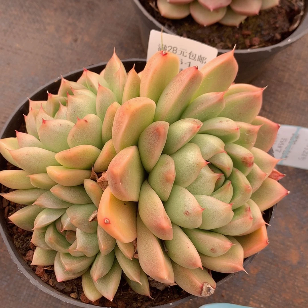 【闪购商品】云564号麦秆15厘米