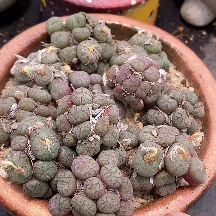 17540红纹猴脸清姬群生一颗