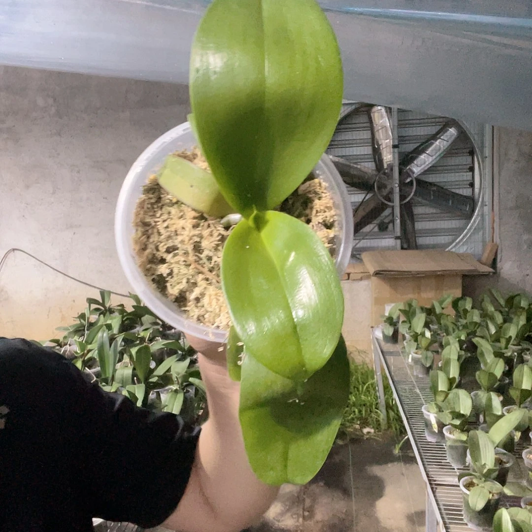 当前无花栽培后可以开花