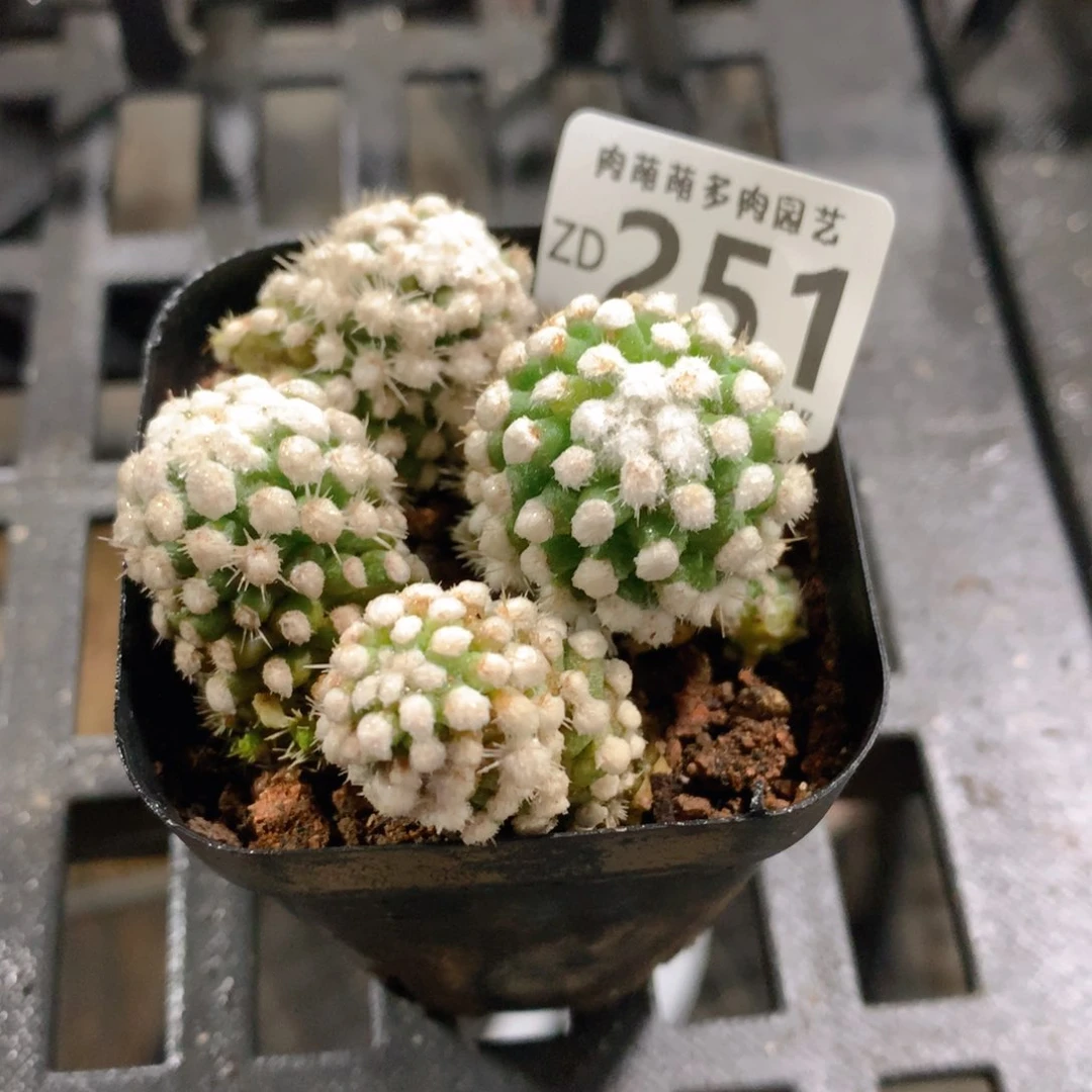 肉萌萌拇指盆精控多肉ZD251