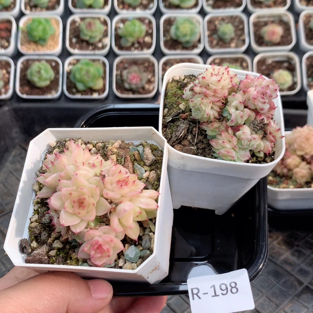 无花朵R198英语英语