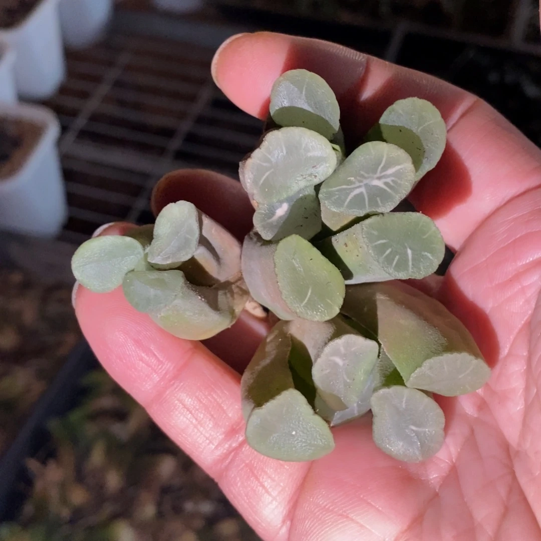 2716 一颗实生大糯窗万象 元旦整点福利