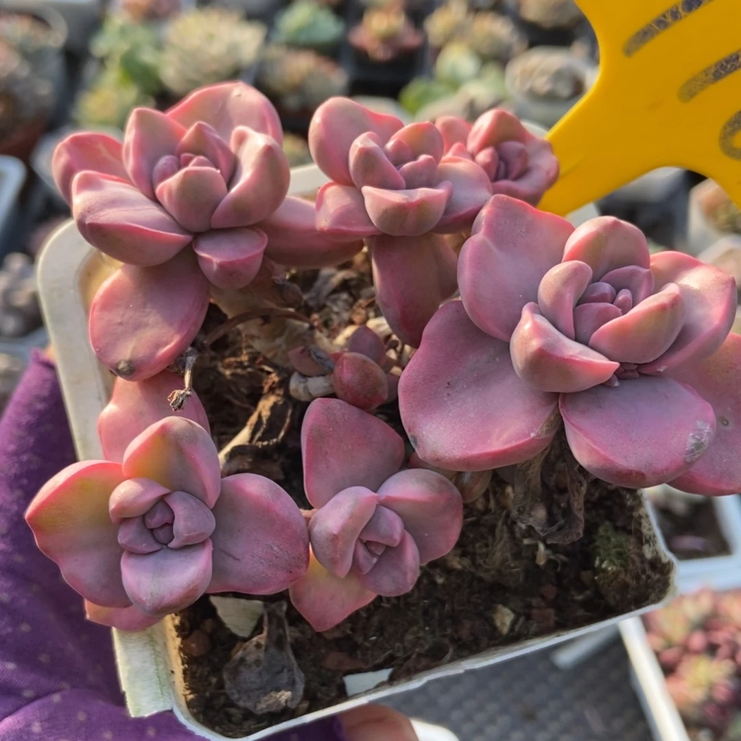 716彩虹糖锦多肉植物了