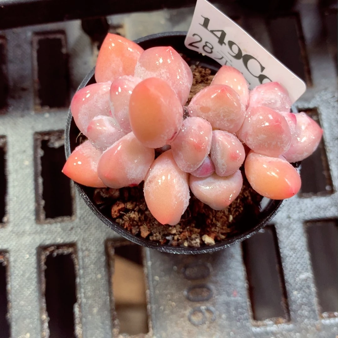 5厘米盆精控多肉149