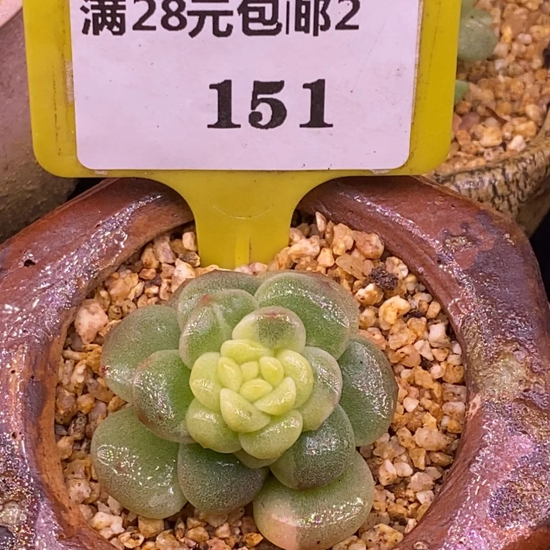 2151冰玉黄锦单头福利