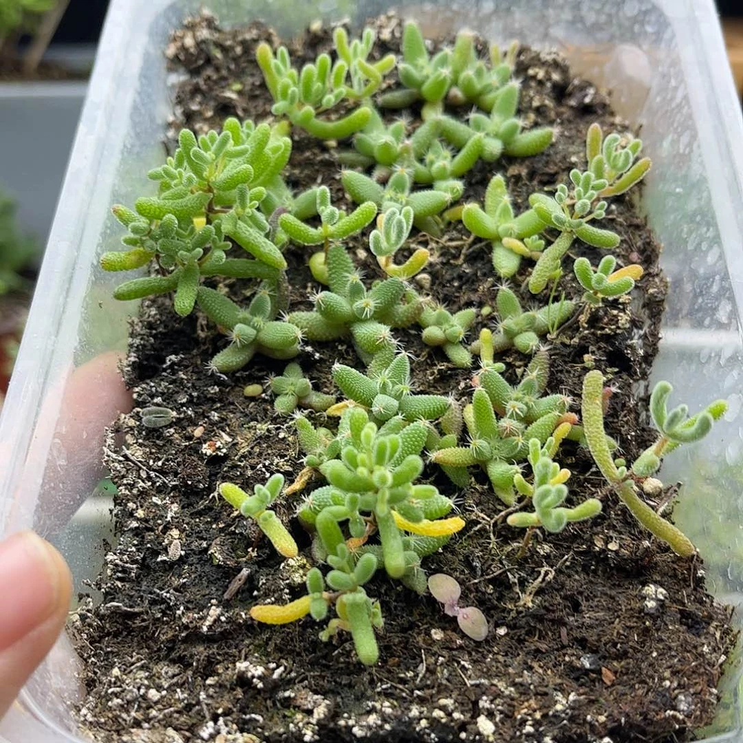 ****宝实生糖球锦优选枝干番杏