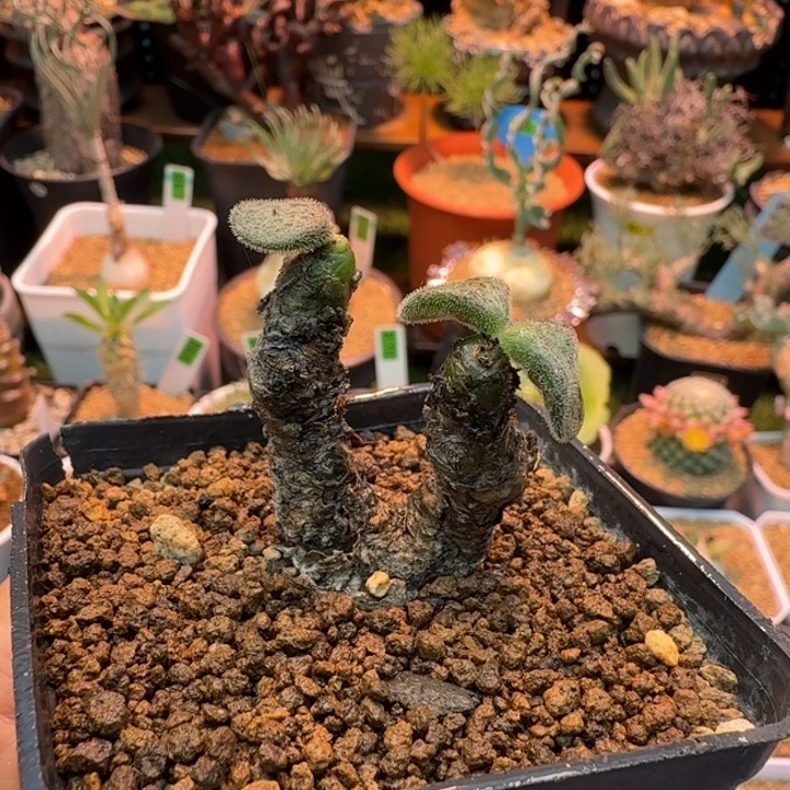 薛辉圣塔841 仙人球