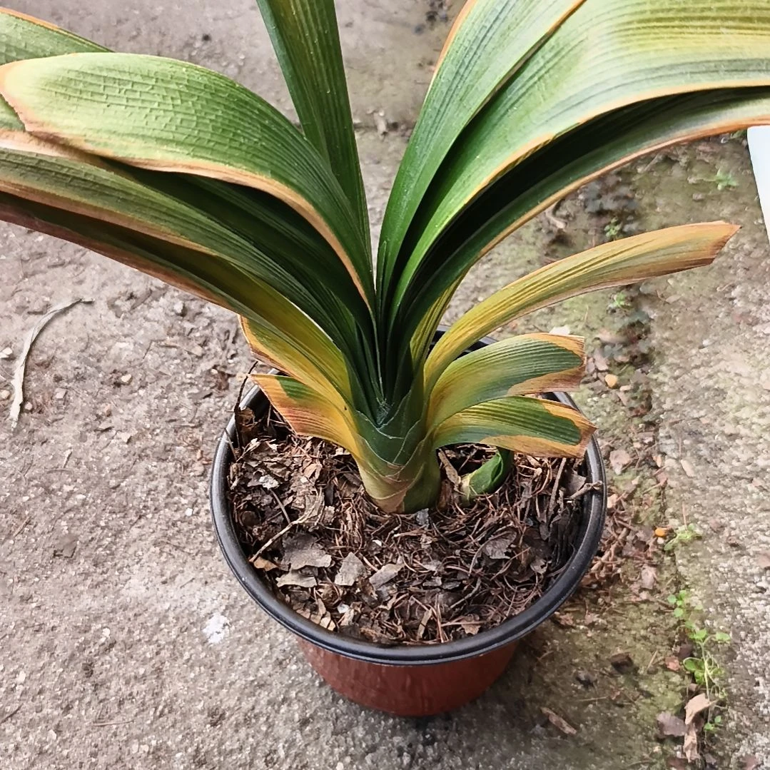 胜***利当前无花栽培后可以开花红衣大兰残叶特惠一棵带芽