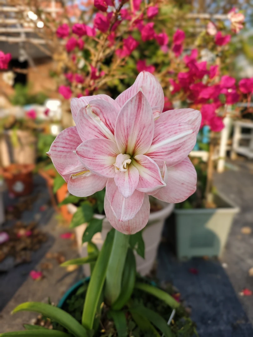 小茉莉朱顶红球7.6cm带5侧（带盆土发货）一物一拍