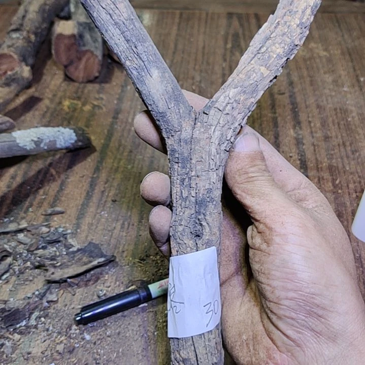 过***客火琉璃原杈不保沉水慎拍！