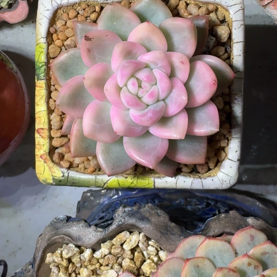 冰月亮 锦 一物一拍