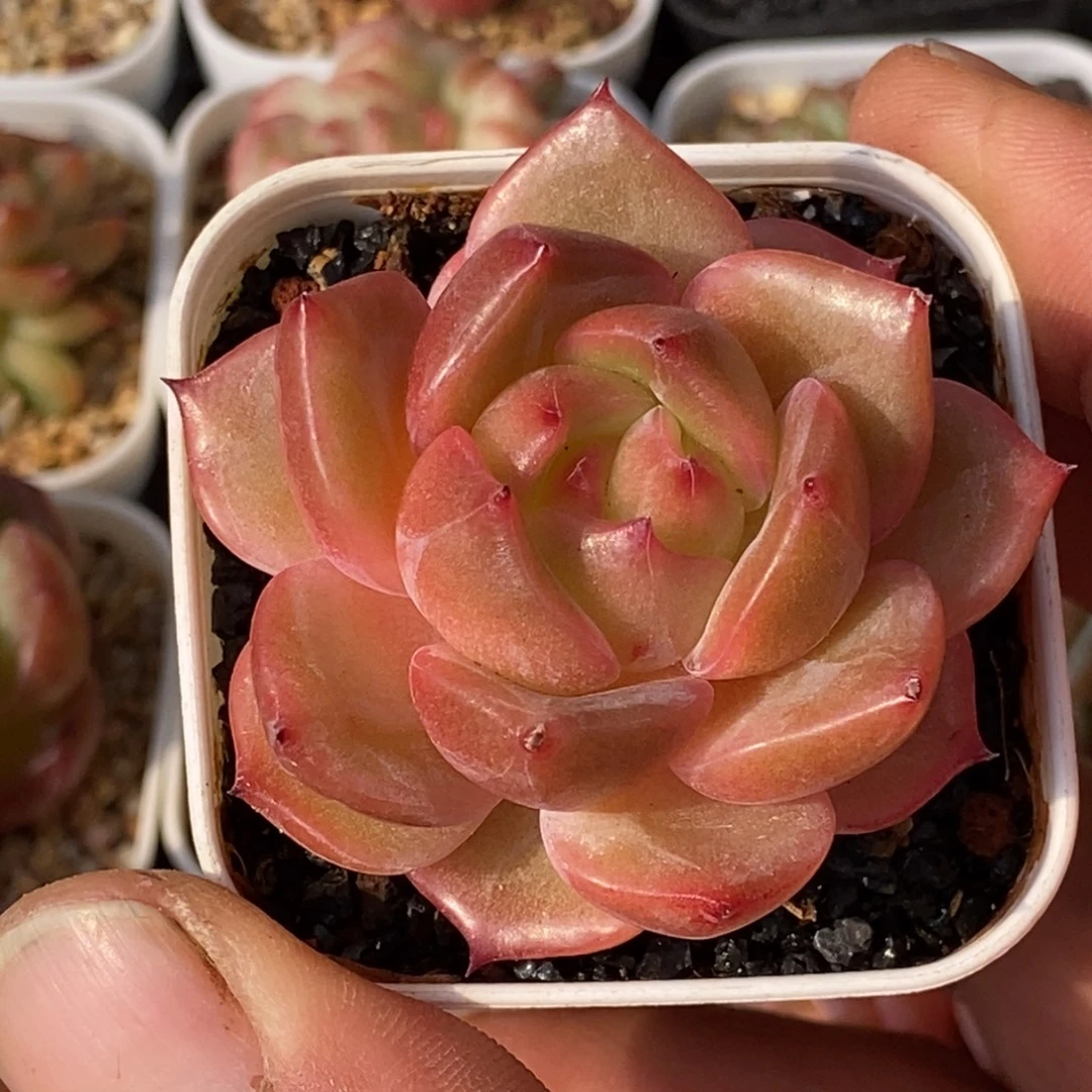 天官赐福百无禁忌