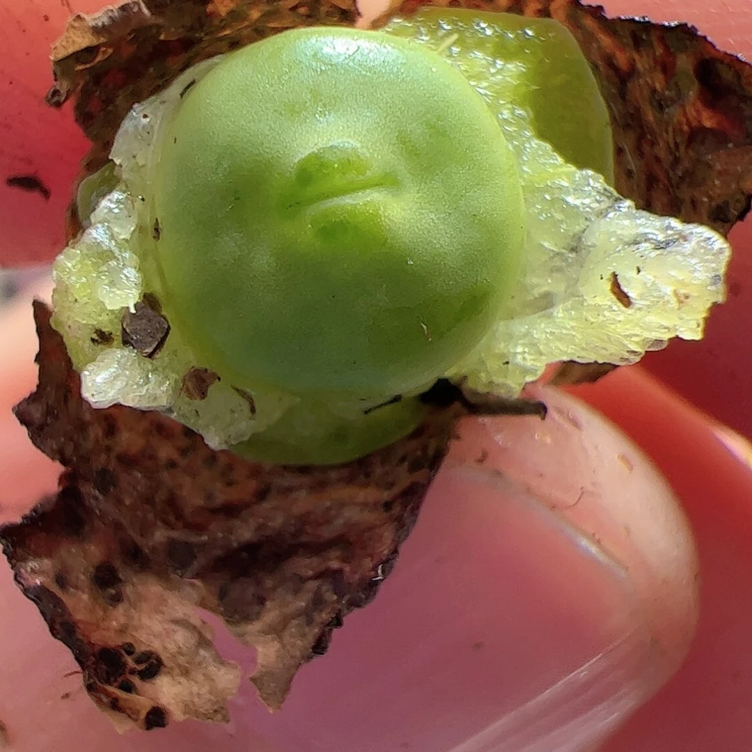 【闪购商品】116 红嘴