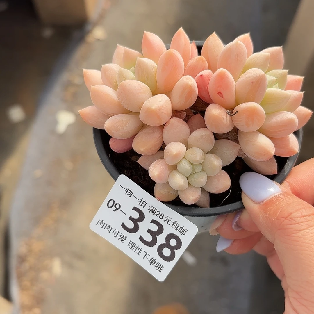 星空美人无盆无发货无