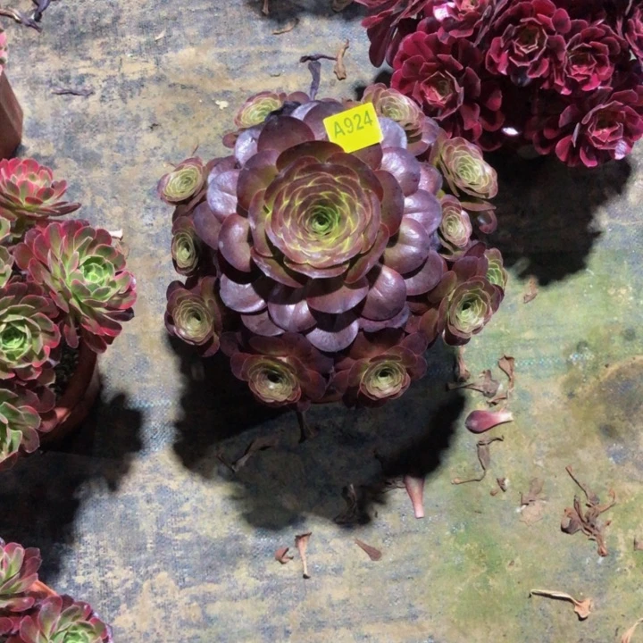 枚金多肉924000000000