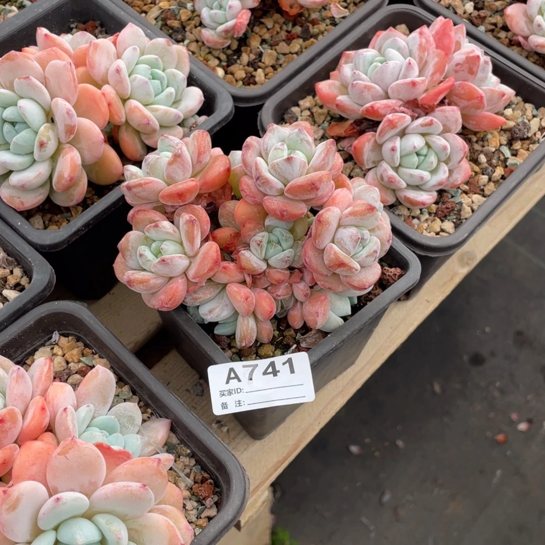A741静好多肉园艺