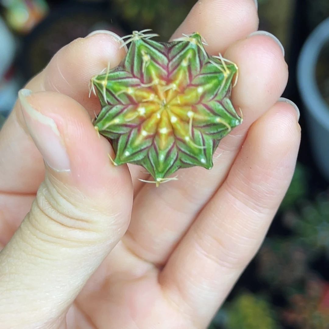 肋骨轮回 一物一拍 脱土