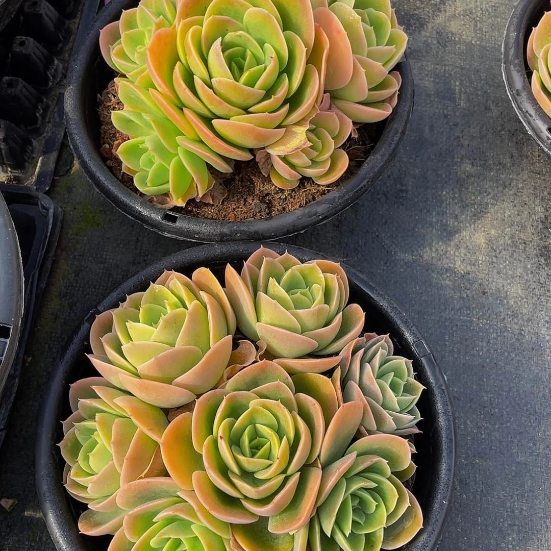 胡****肉辛纳塔多肉植物2颗