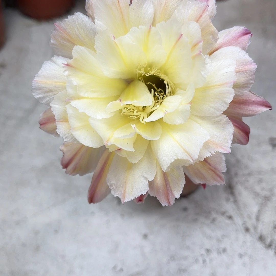 彩草黄白1号柱子有一点干皮