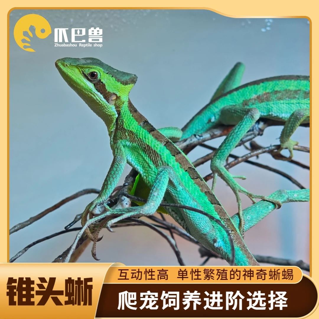 【爪巴兽】锥头蜥爬宠活体蜥蜴宠物可孤雌繁殖树栖型爬宠饲养进阶