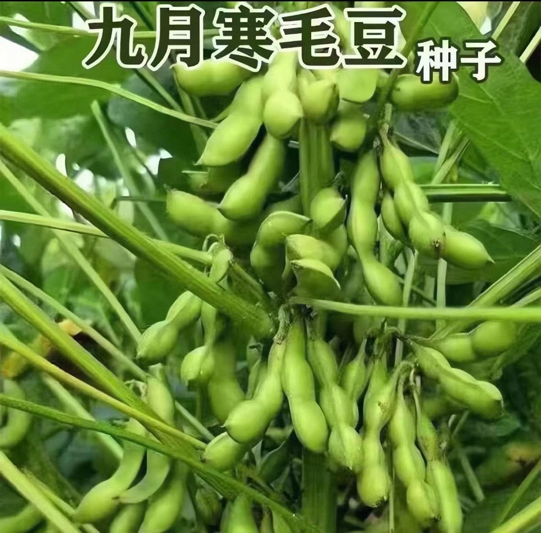 【九月寒毛豆种子】家庭阳台小院盆栽地栽四季种植