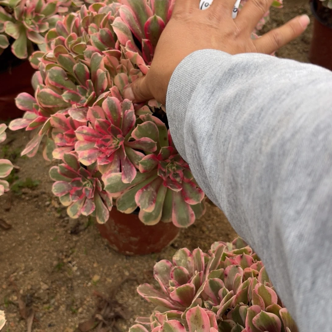 10-30-40男神法师锦多肉