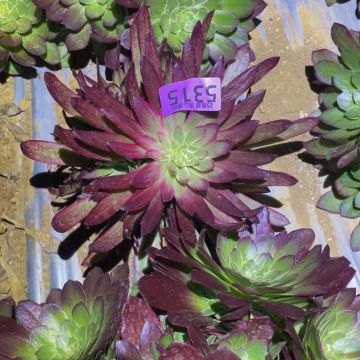 红***a5315万花筒变异多肉植物