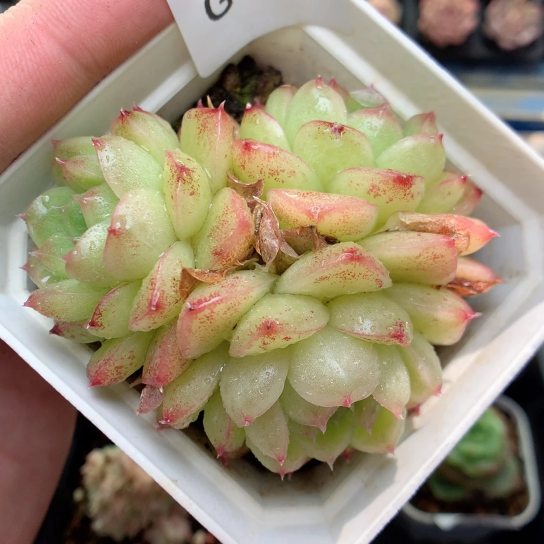 G96 ，柿子多肉20包邮两天凑单