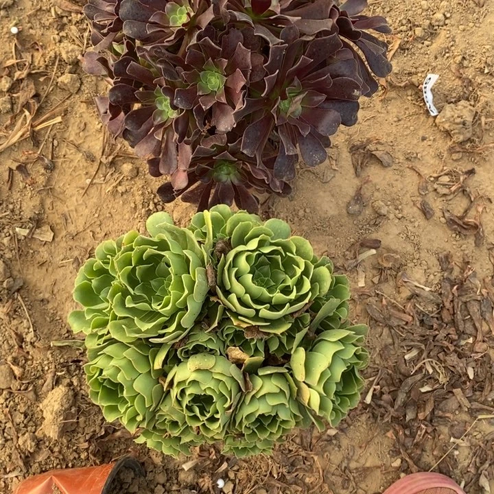 完全开放658组合套餐多肉植物