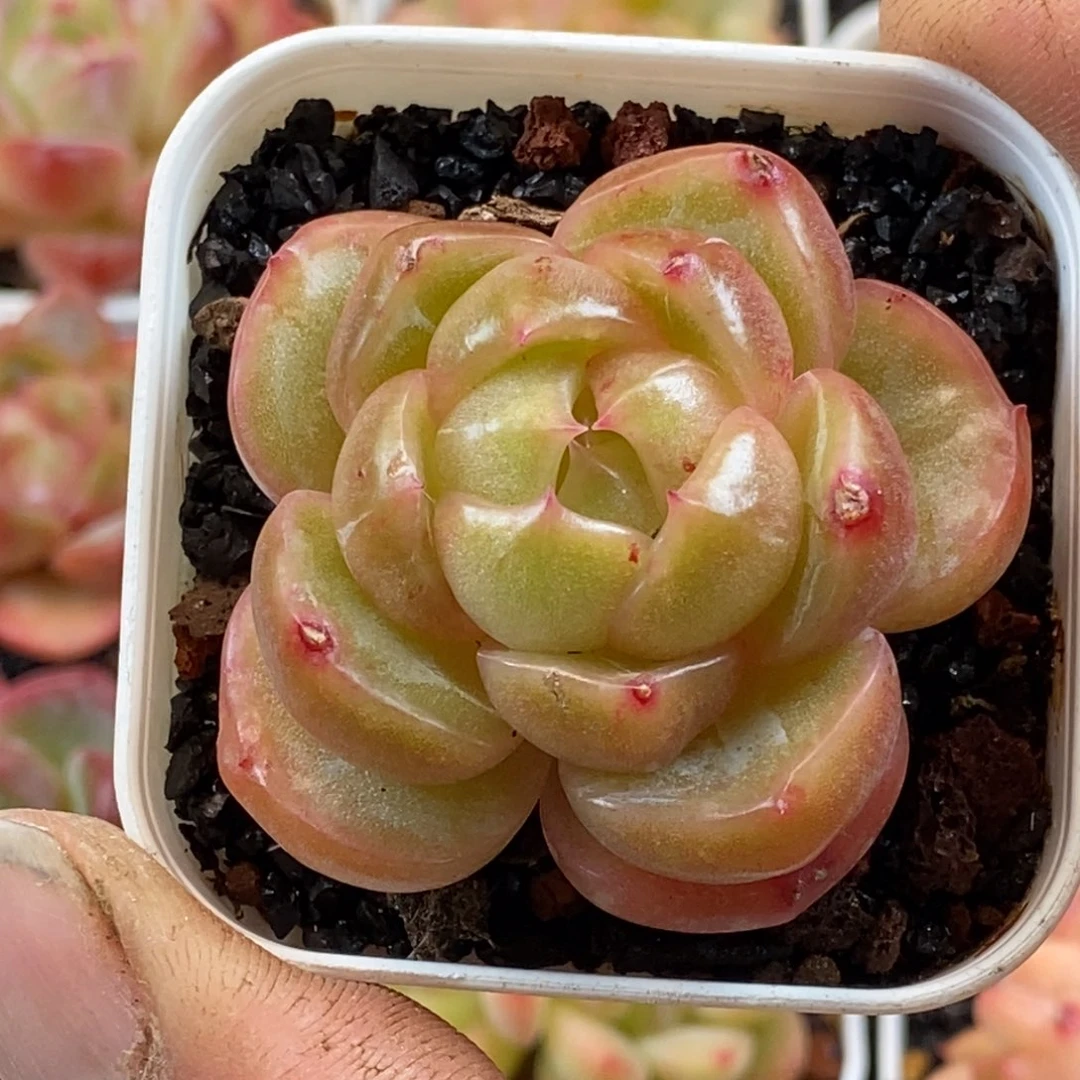 天官赐福百无禁忌