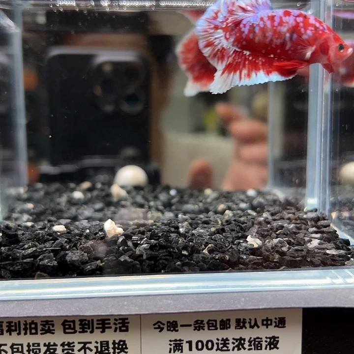 斗鱼竞拍跑单拉黑15日112