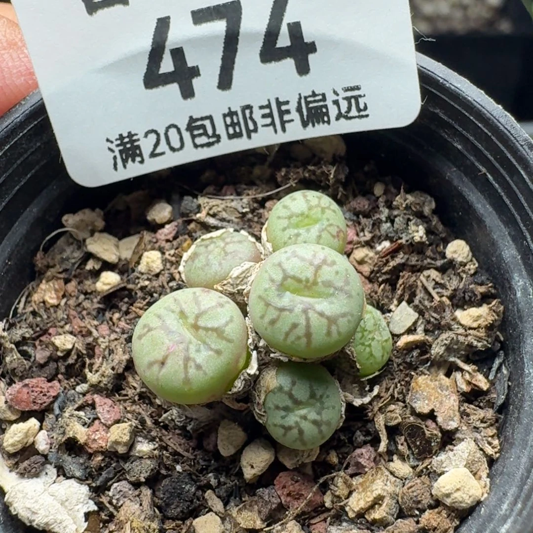 太枝墨带盆土
