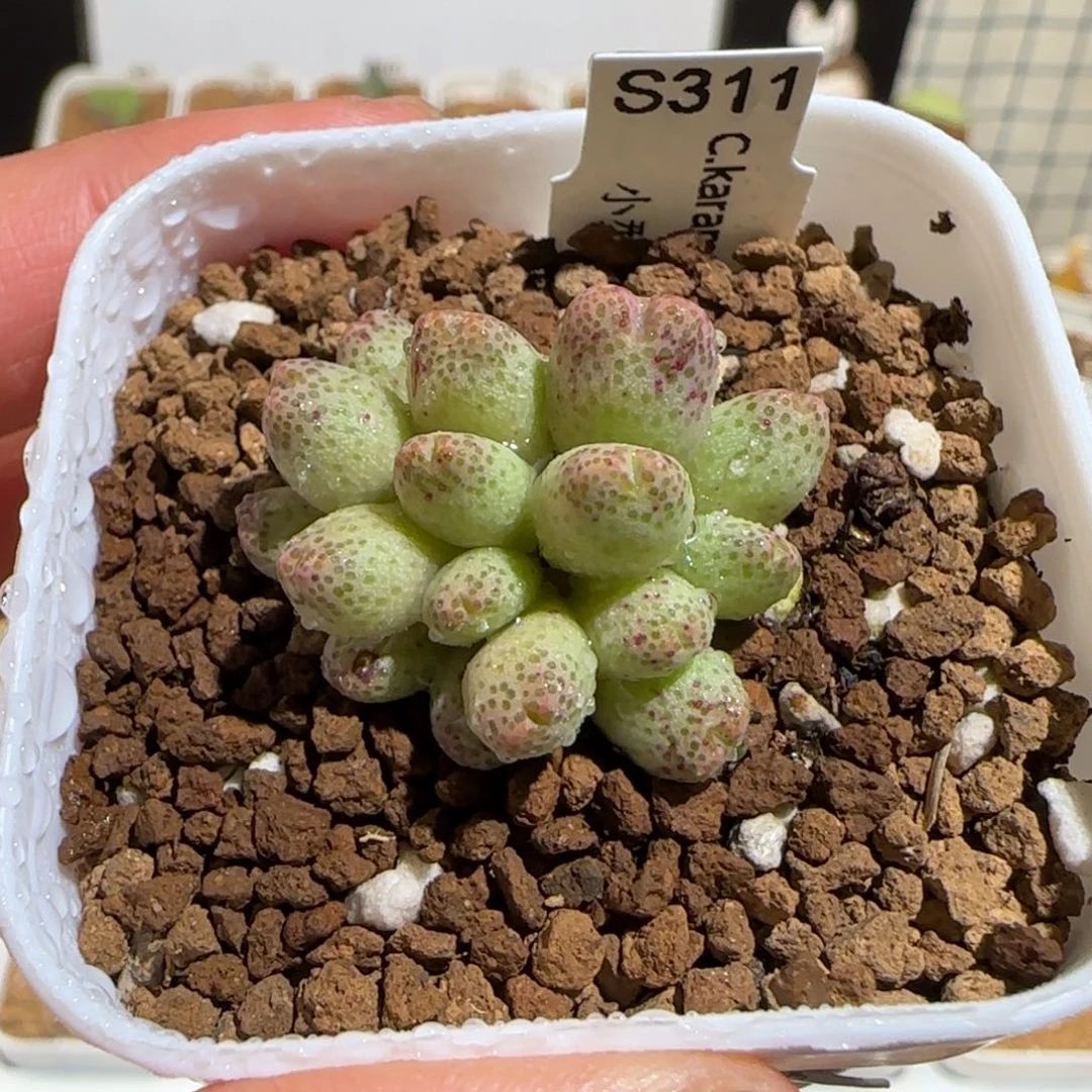 肉锥多肉植物组合-草莓斑马260有疤