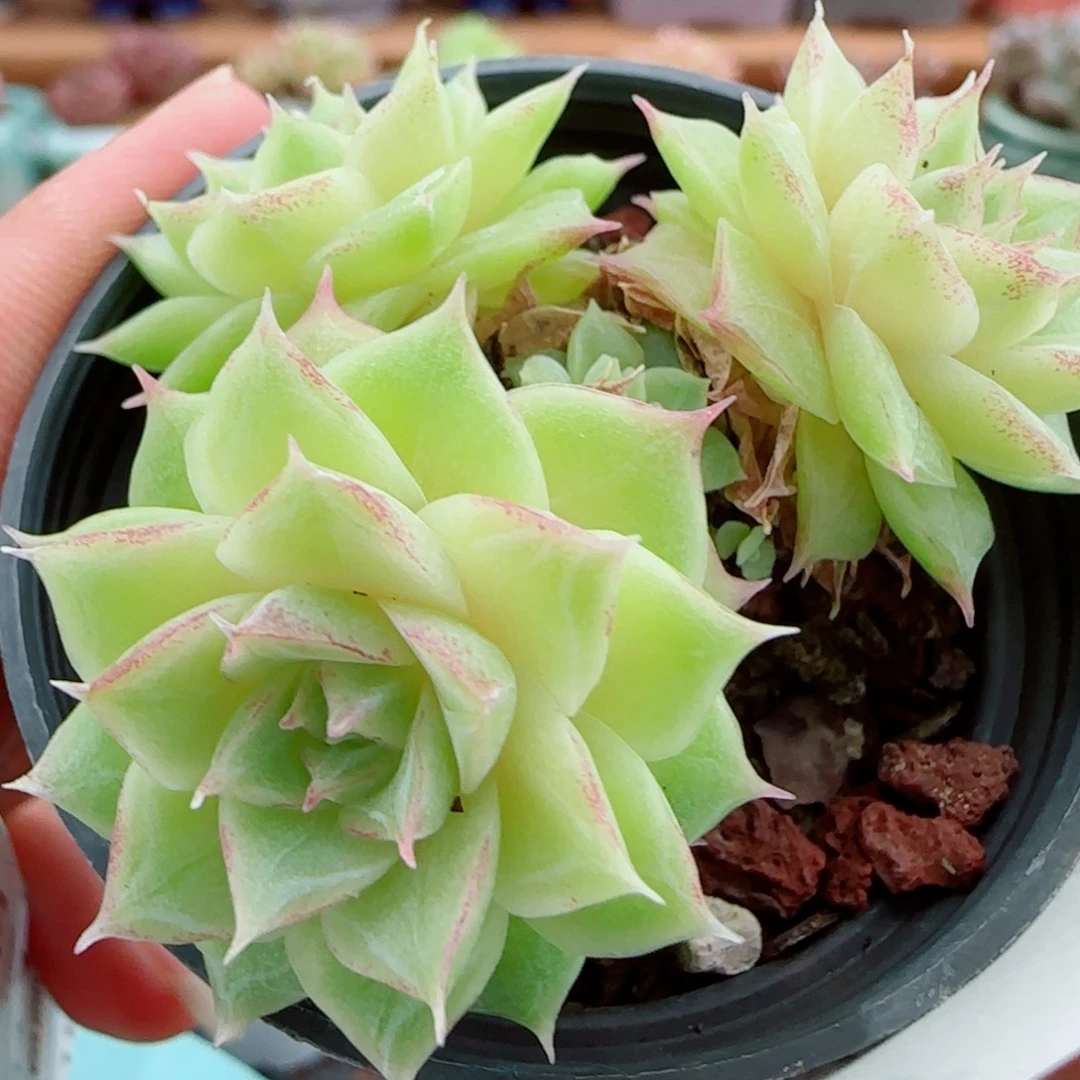 花语逸镜1001-87女王