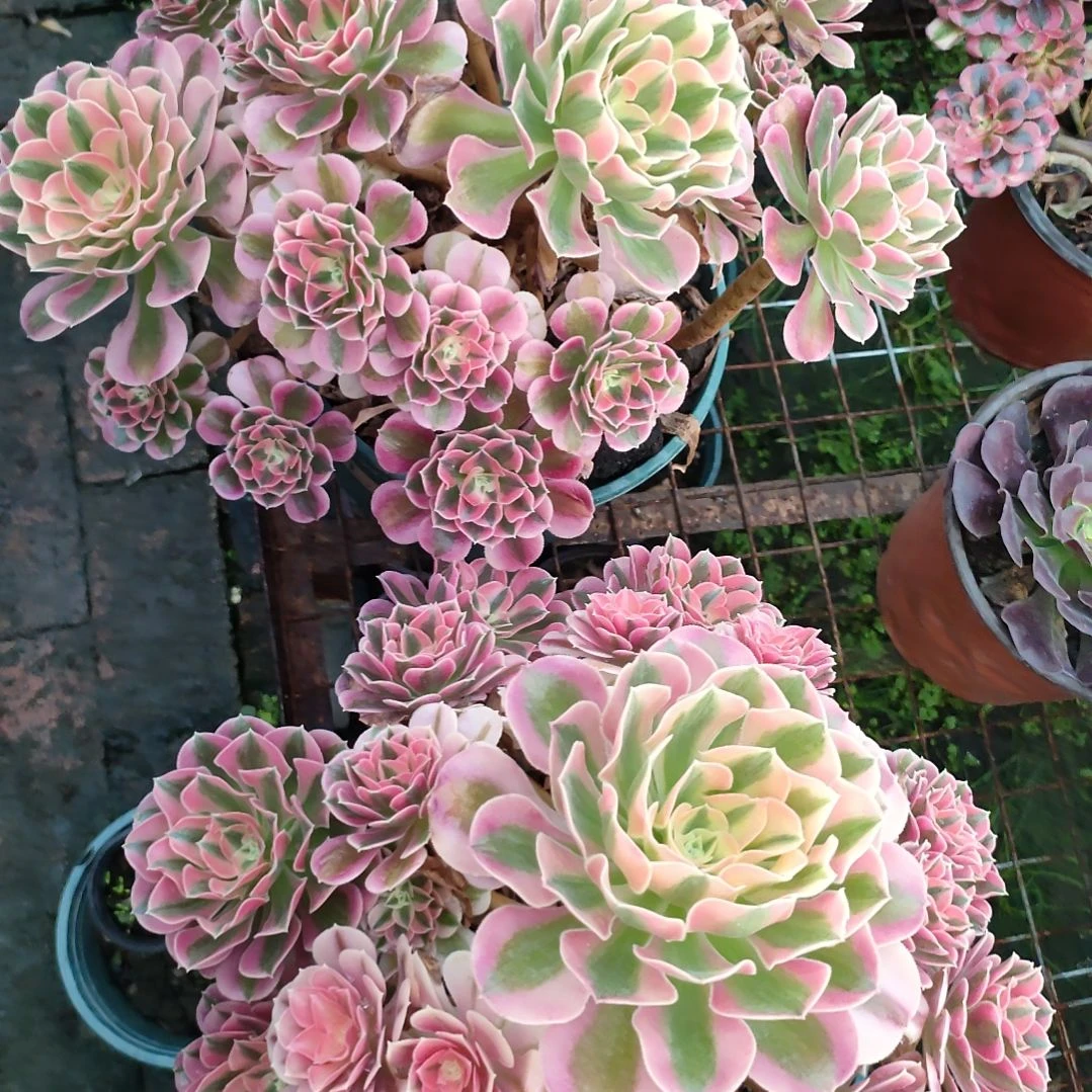 啊*多肉法师锦女巫法师