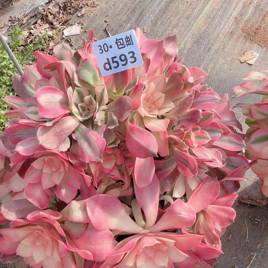 593香妃多肉法师