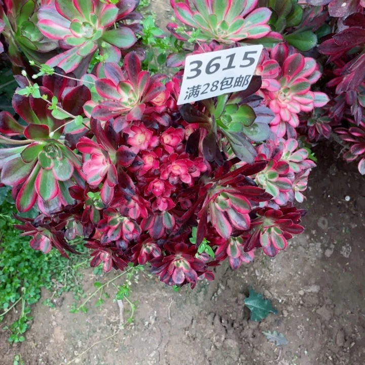 3615一号棚香奈尔母本