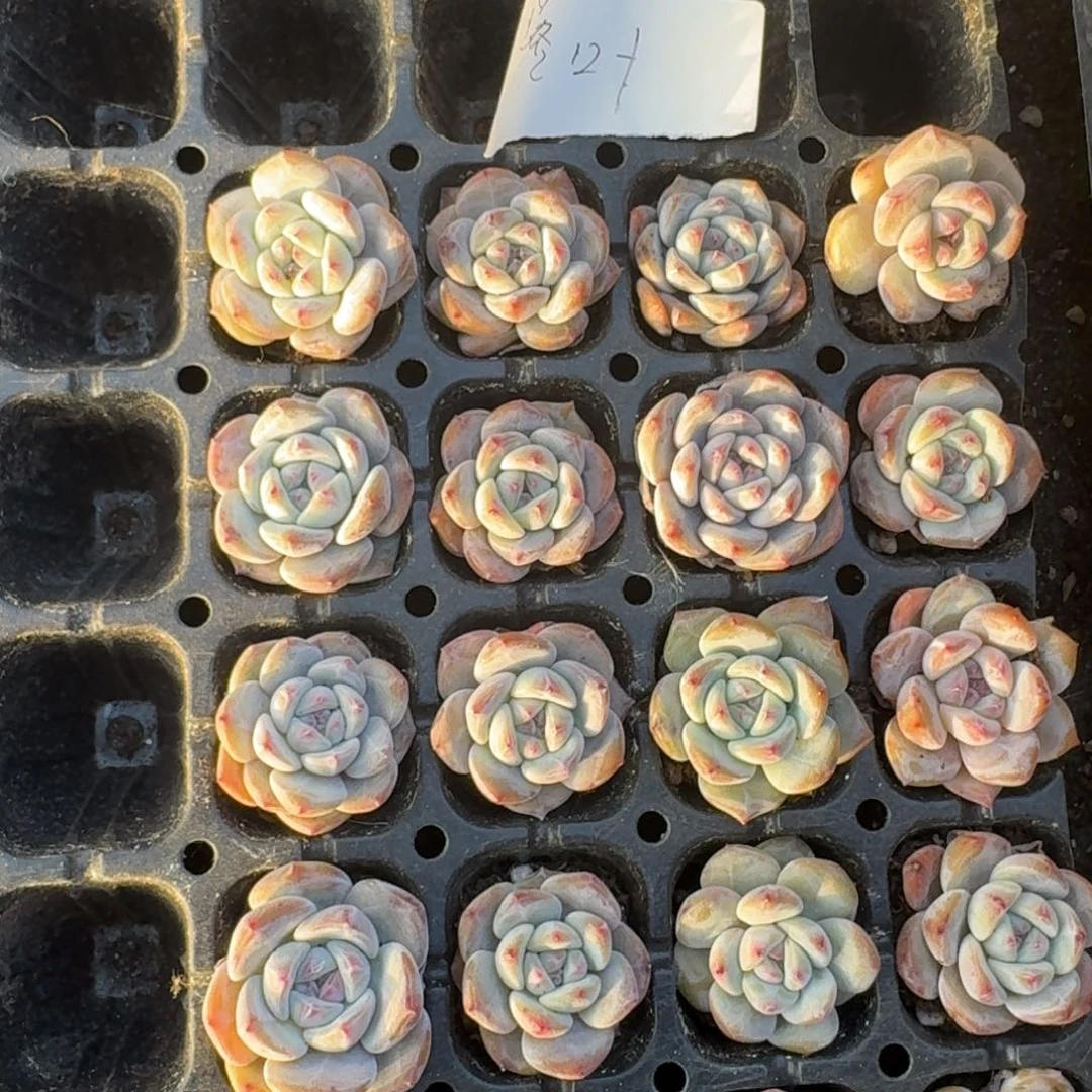 落叶一物一拍专拍