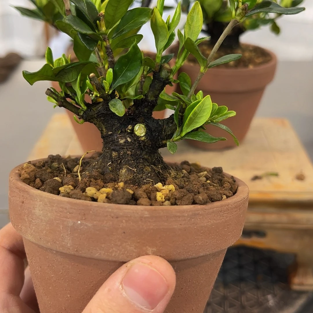 红陶叁*栀子花一物一拍