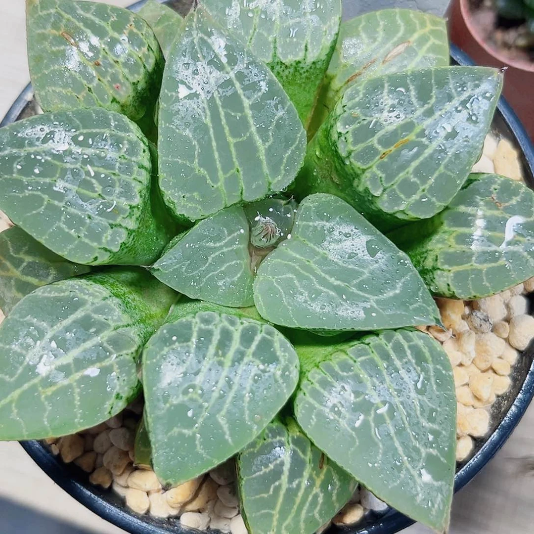 水晶康平多肉植物6666