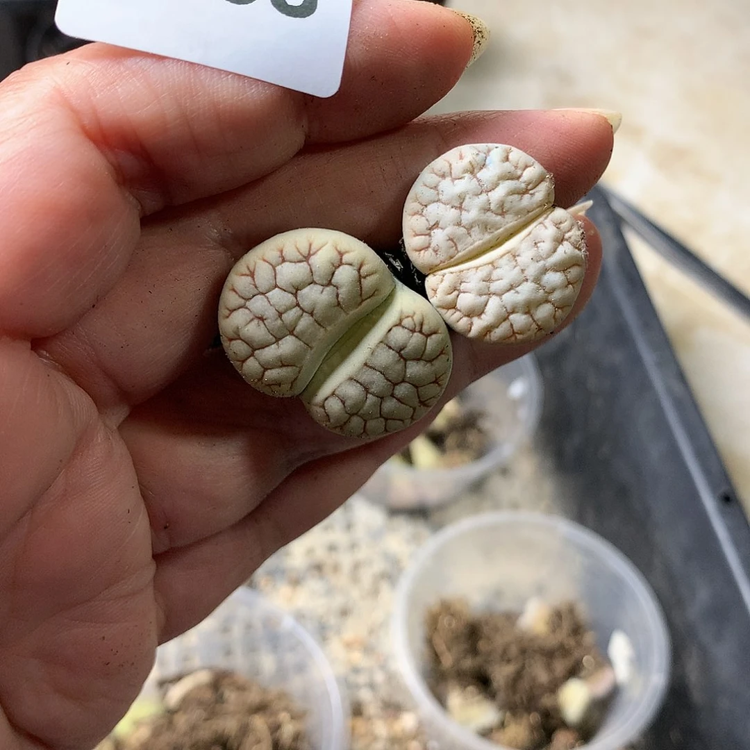 浅***雨G268多肉植物保护