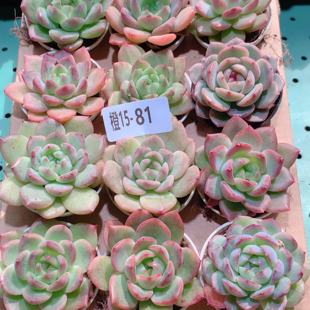 花***r15-81一物一拍多肉带盆18颗3组大冠幅