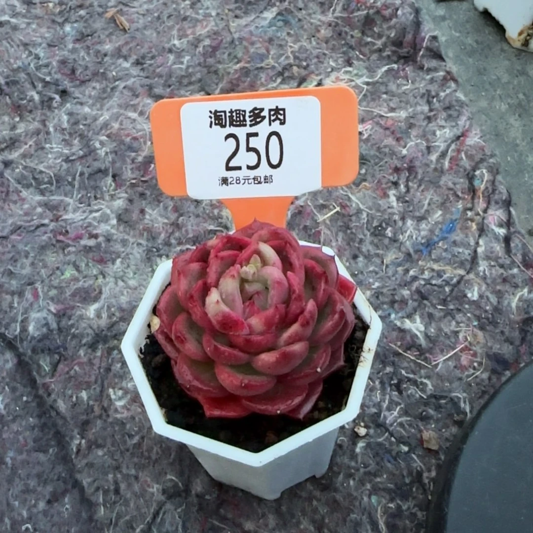 茗*多肉植物不知名石花井