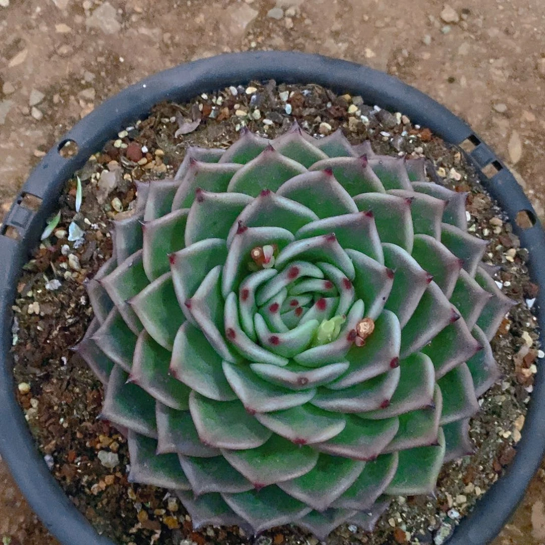 多肉植物单头托斯龙