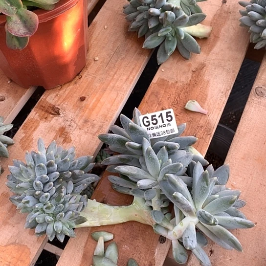 胖体哥特缀化515 全场默认微瑕7-8天发货