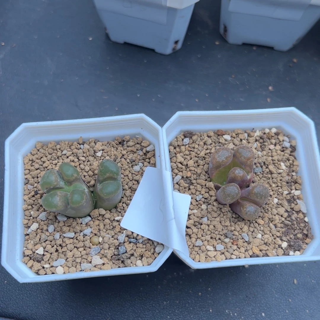 8.5福利多肉植物组合53